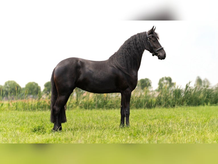 Friesen Stute 3 Jahre 166 cm Rappe in Beek en Donk