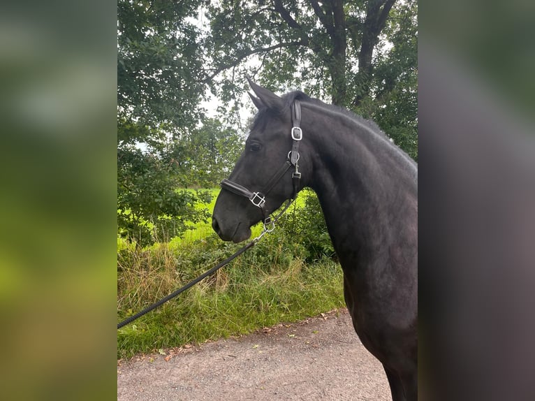 Friesen Mix Stute 3 Jahre 167 cm Rappe in Isterberg