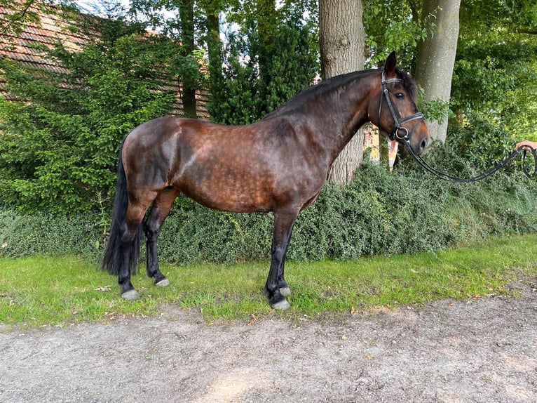 Friesen Mix Stute 3 Jahre 167 cm Rappe in Isterberg