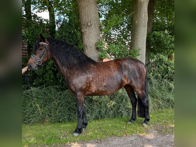 Friesen Mix Stute 3 Jahre 167 cm Rappe in Isterberg