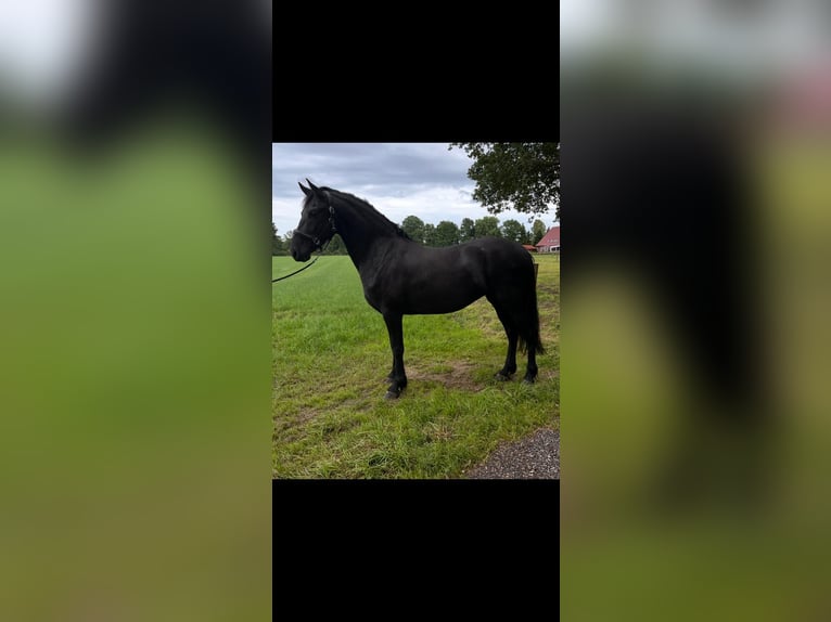 Friesen Mix Stute 3 Jahre 167 cm Rappe in Isterberg