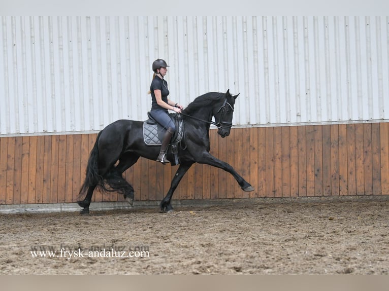 Friesen Stute 3 Jahre 169 cm Rappe in Mijnsheerenland