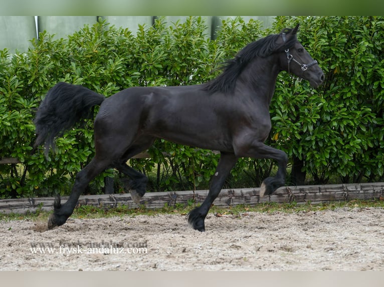 Friesen Stute 3 Jahre 172 cm in Mijnsheerenland