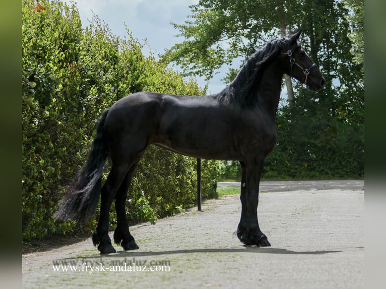 Friesen Stute 3 Jahre 172 cm in Mijnsheerenland