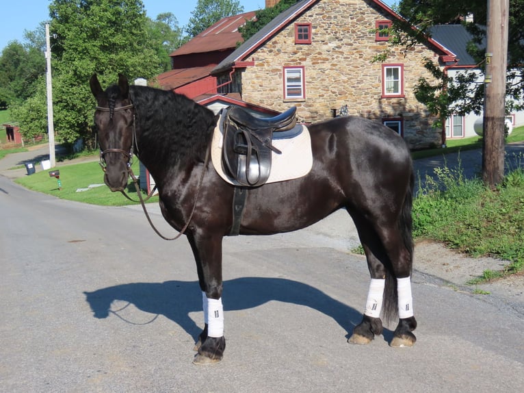 Friesen Stute 3 Jahre Rappe in Honey Brook