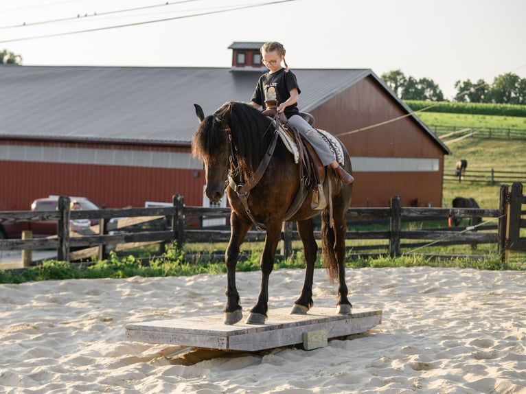 Friesen Stute 3 Jahre Rappe in Honey Brook