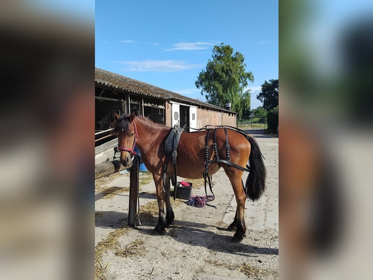 Friesen Mix Stute 4 Jahre 143 cm Dunkelbrauner in Budel