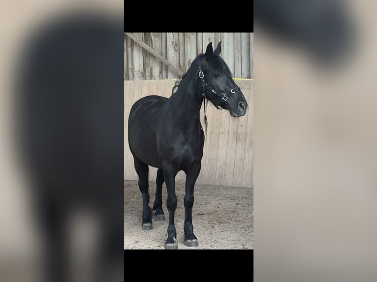 Friesen Mix Stute 4 Jahre 148 cm Rappe in Ruppertshofen
