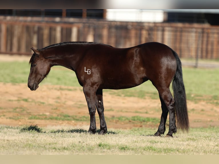 Friesen Mix Stute 4 Jahre 150 cm Rappe in Joshua, TX