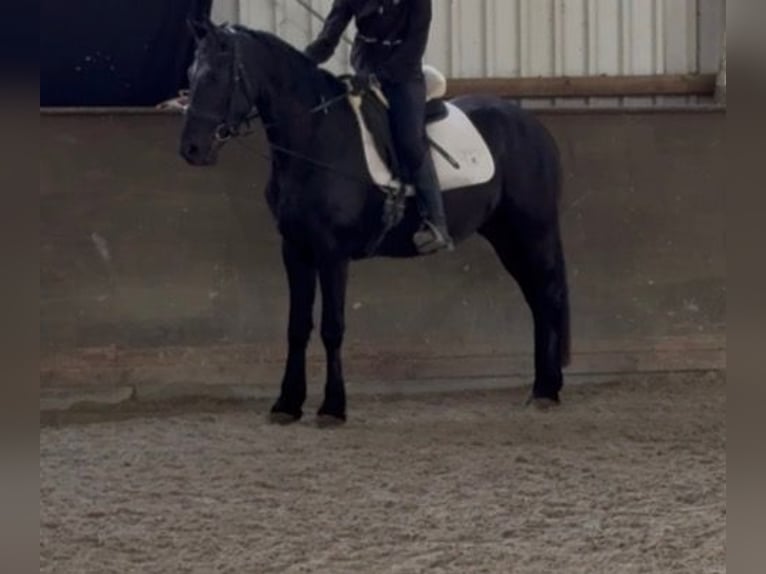 Friesen Mix Stute 4 Jahre 152 cm Rappe in Jülich