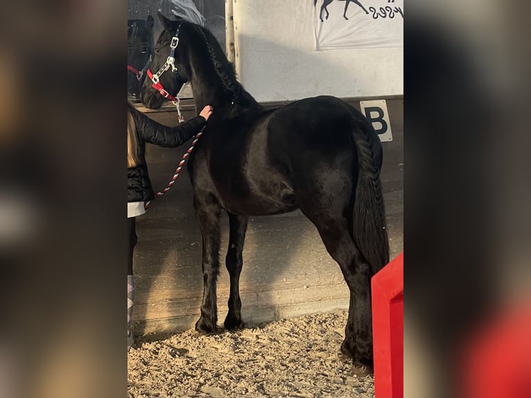 Friesen Mix Stute 4 Jahre 152 cm Rappe in Jülich