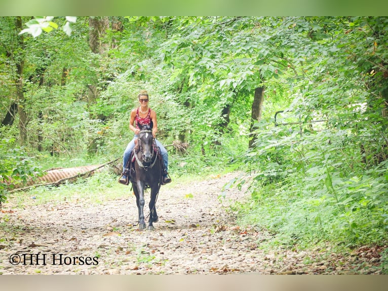 Friesen Stute 4 Jahre 152 cm Roan-Blue in Flemingsburg KY