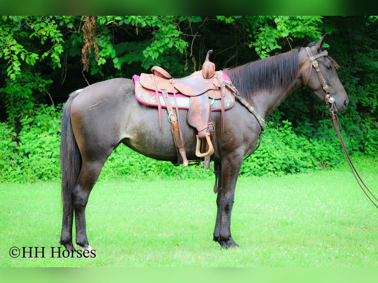 Friesen Stute 4 Jahre 152 cm Roan-Blue in Flemingsburg KY