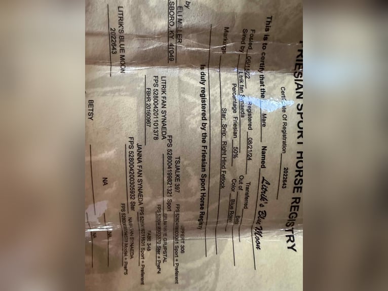 Friesen Stute 4 Jahre 152 cm Roan-Blue in Flemingsburg KY