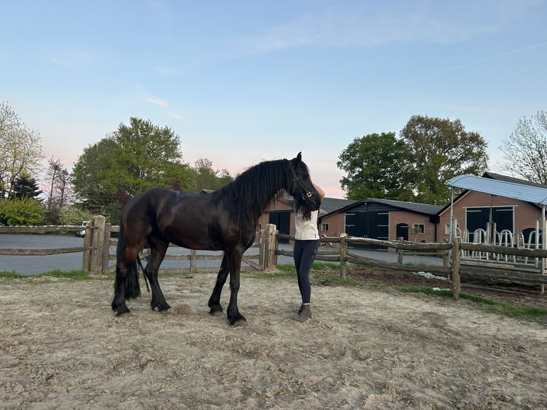 Friesen Stute 4 Jahre 155 cm Rappe in Barneveld