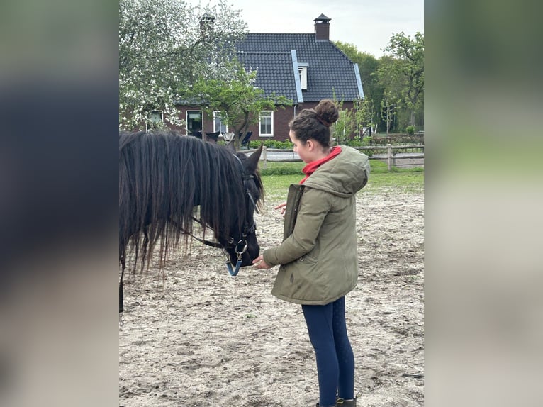 Friesen Stute 4 Jahre 155 cm Rappe in Barneveld