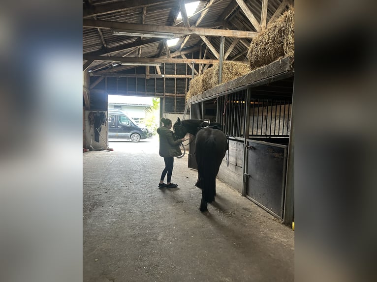 Friesen Stute 4 Jahre 155 cm Rappe in Barneveld