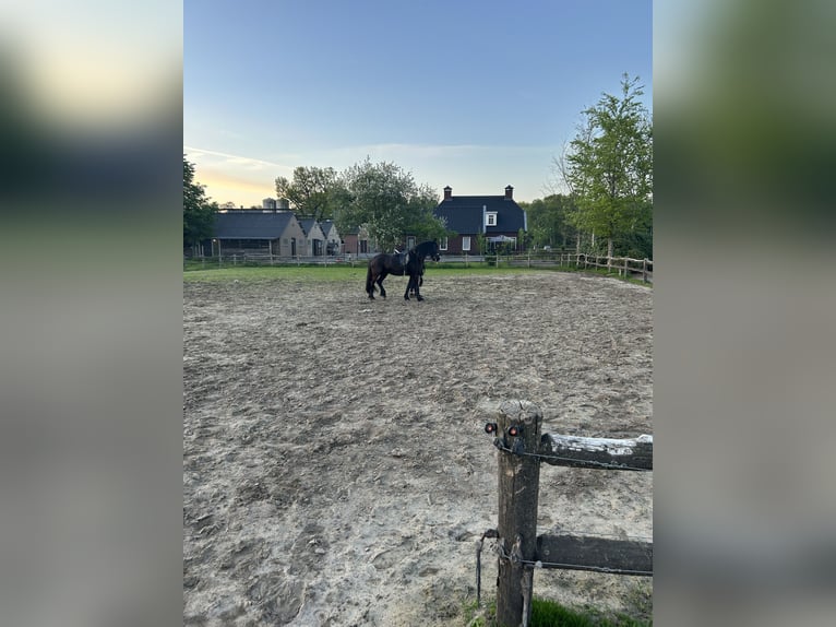 Friesen Stute 4 Jahre 155 cm Rappe in Barneveld