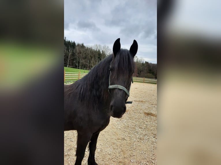 Friesen Stute 4 Jahre 157 cm Rappe in Bad Griesbach im Rottal
