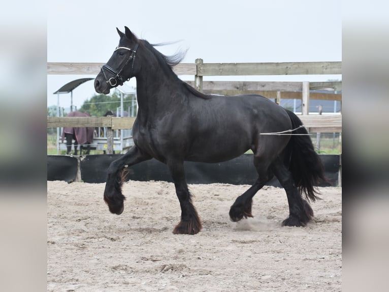 Friesen Stute 4 Jahre 158 cm Rappe in Achtmaal