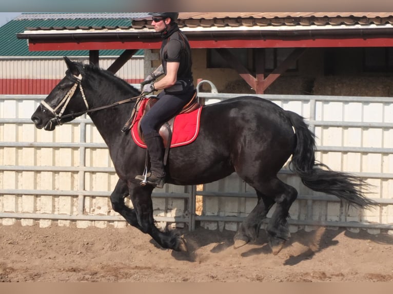 Friesen Mix Stute 4 Jahre 158 cm Rappe in Buttst&#xE4;dt