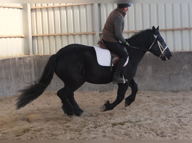 Friesen Mix Stute 4 Jahre 158 cm Rappe in Buttst&#xE4;dt