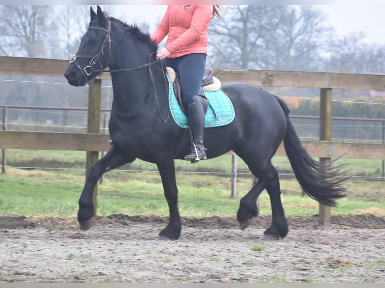 Friesen Stute 4 Jahre 159 cm Rappe in Achtmaal