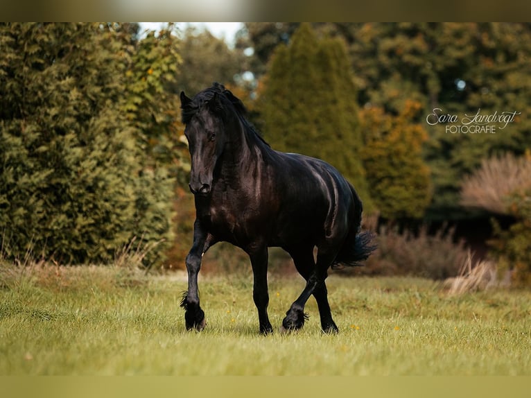 Friesen Stute 4 Jahre 160 cm Rappe in Amerang