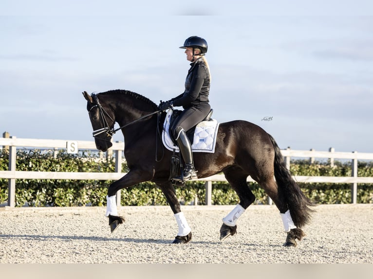 Friesen Stute 4 Jahre 160 cm Rappe in Hindeloopen