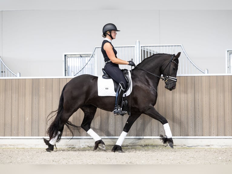 Friesen Stute 4 Jahre 160 cm Rappe in Hindeloopen
