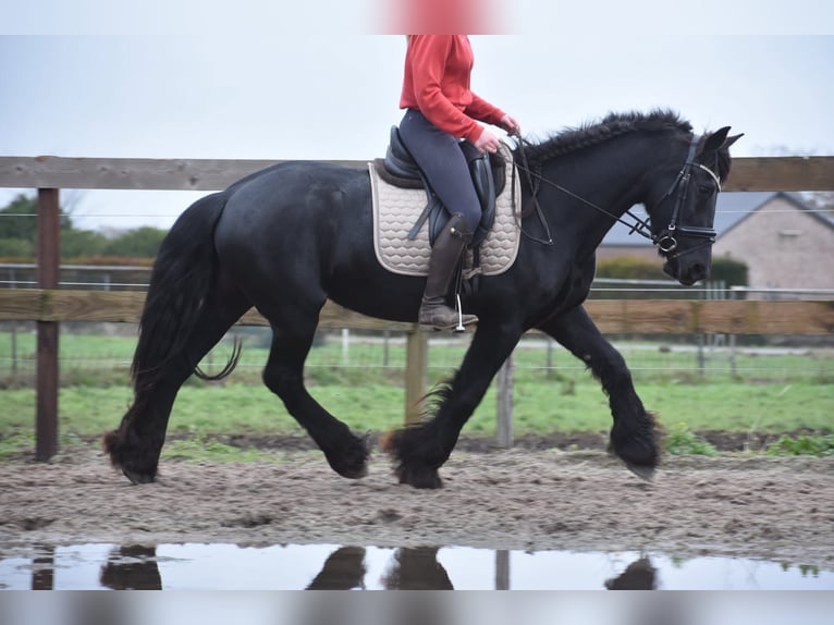 Friesen Stute 4 Jahre 160 cm Rappe in Achtmaal