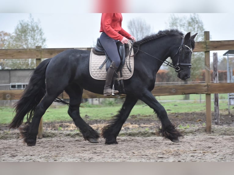 Friesen Stute 4 Jahre 160 cm Rappe in Achtmaal