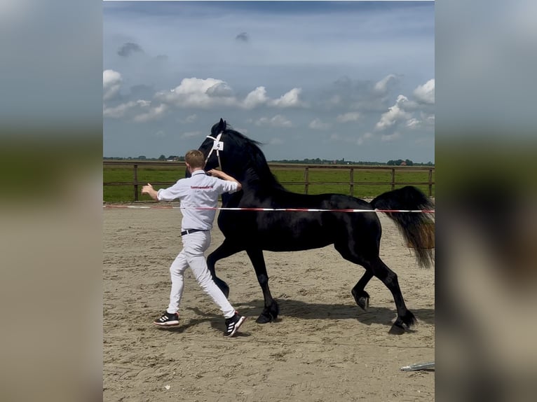 Friesen Stute 4 Jahre 160 cm Rappe in Lemele