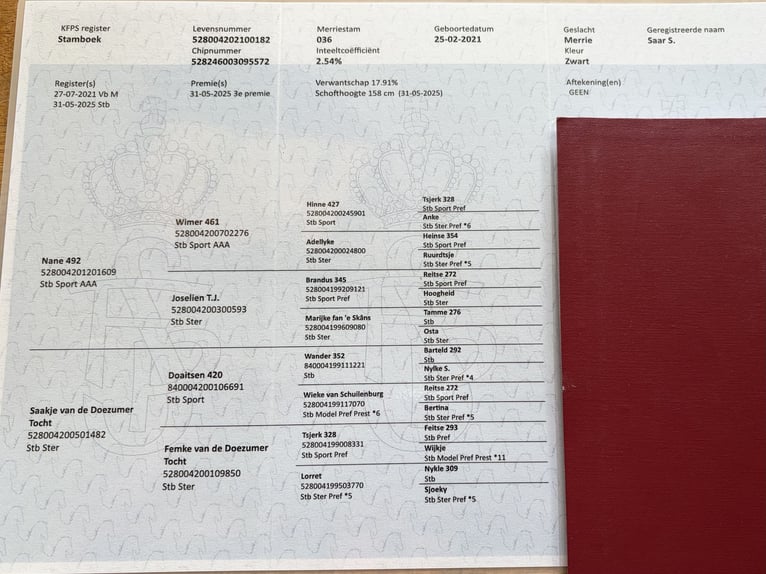 Friesen Stute 4 Jahre 160 cm Rappe in Lemele