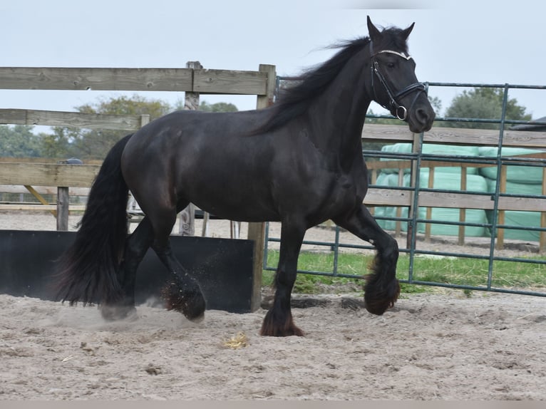 Friesen Stute 4 Jahre 160 cm Rappe in Achtmaal