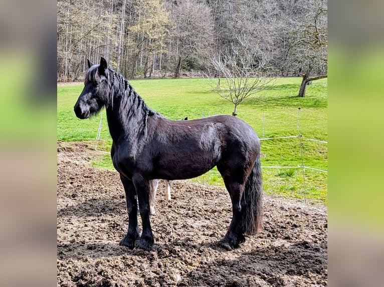 Friesen Stute 4 Jahre 160 cm Rappe in Bad König