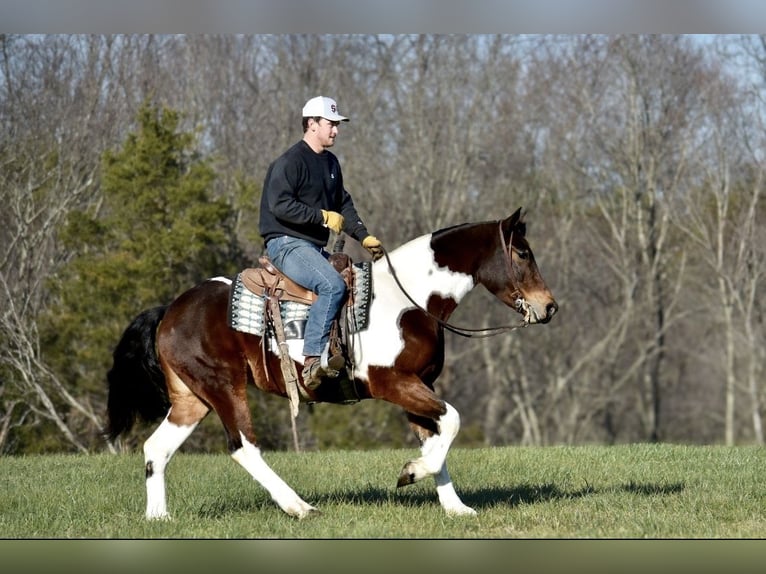 Friesen Mix Stute 4 Jahre 160 cm in Somerset, KY