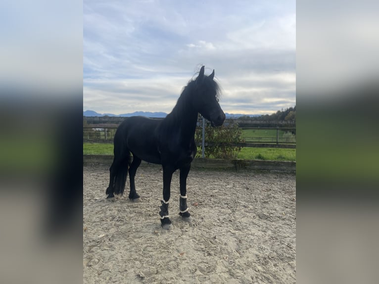 Friesen Stute 4 Jahre 162 cm Rappe in Feldkirchen-Westerham