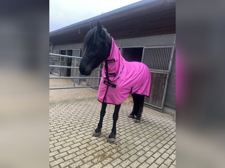 Friesen Stute 4 Jahre 162 cm Rappe in Feldkirchen-Westerham