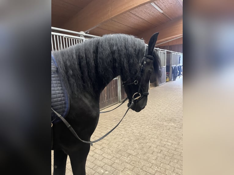 Friesen Stute 4 Jahre 162 cm Rappe in Feldkirchen-Westerham