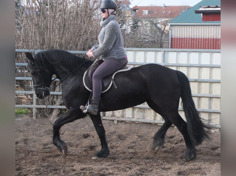 Friesen Stute 4 Jahre 162 cm Rappe in Ellersleben