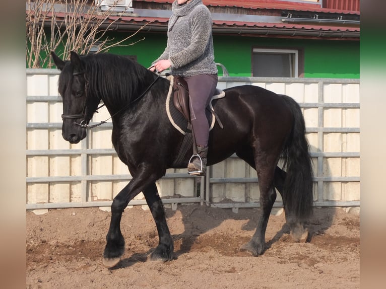 Friesen Stute 4 Jahre 162 cm Rappe in Ellersleben