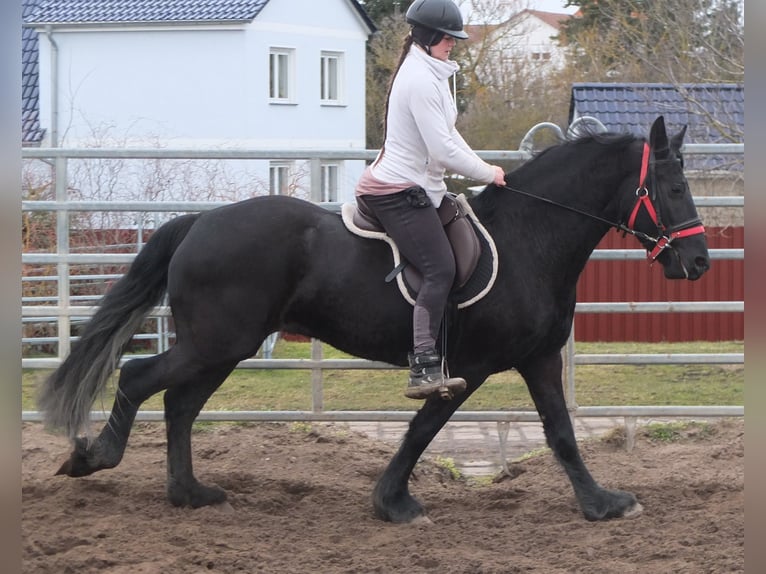 Friesen Stute 4 Jahre 162 cm Rappe in Ellersleben