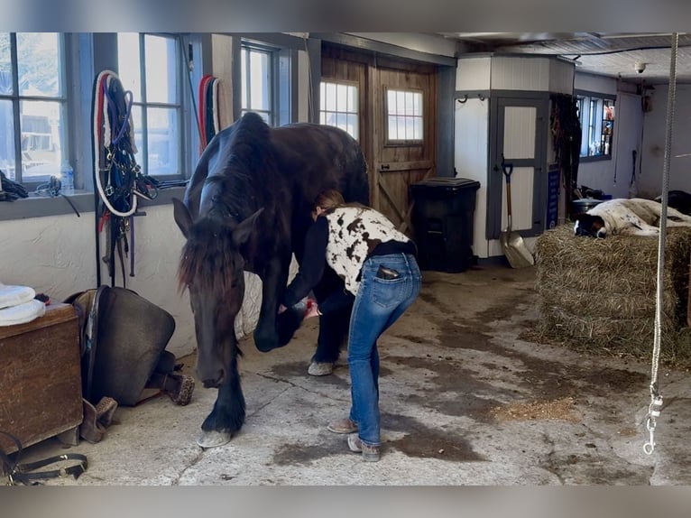 Friesen Mix Stute 4 Jahre 163 cm Rappe in Gap