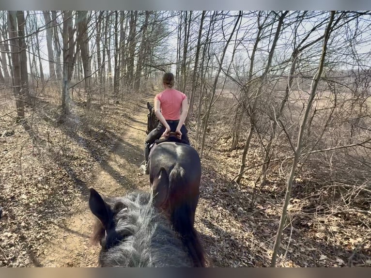 Friesen Mix Stute 4 Jahre 163 cm Rappe in Gap