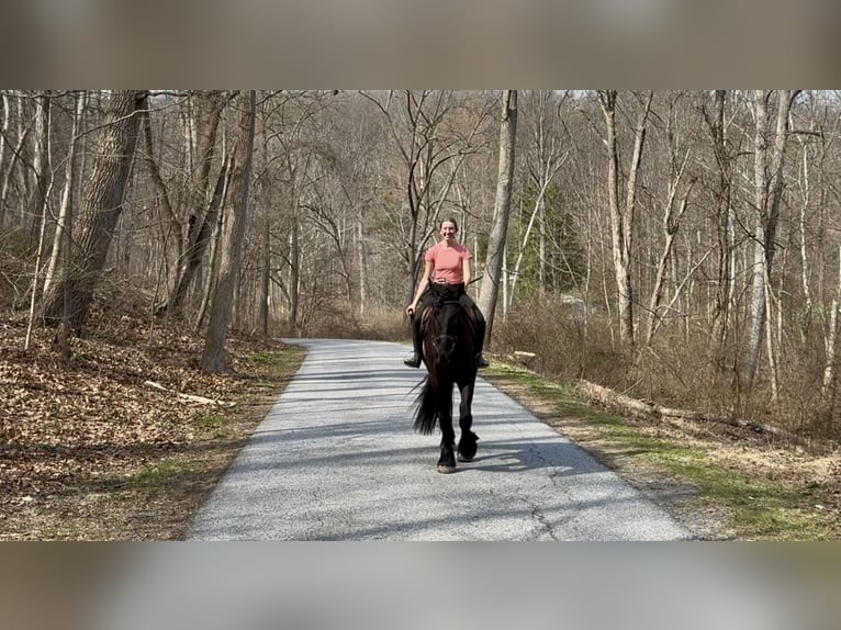 Friesen Mix Stute 4 Jahre 163 cm Rappe in Gap