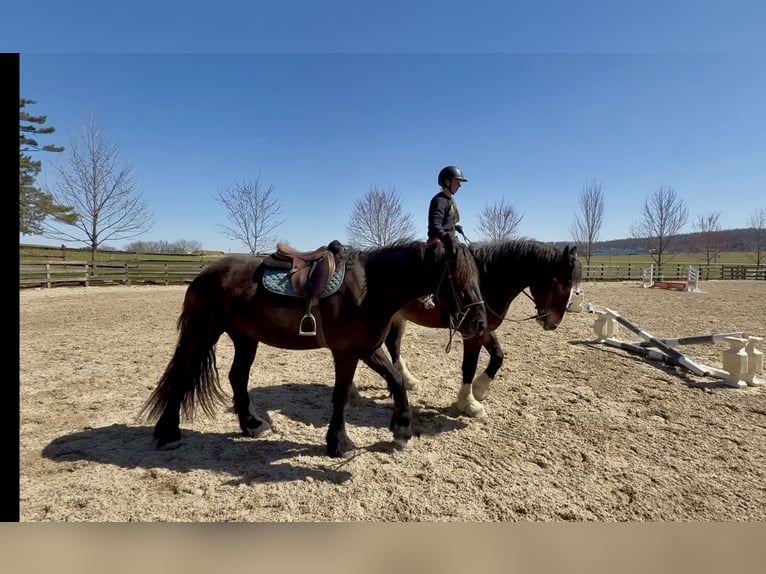 Friesen Mix Stute 4 Jahre 163 cm Rappe in Gap