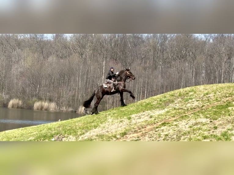 Friesen Mix Stute 4 Jahre 163 cm Rappe in Gap