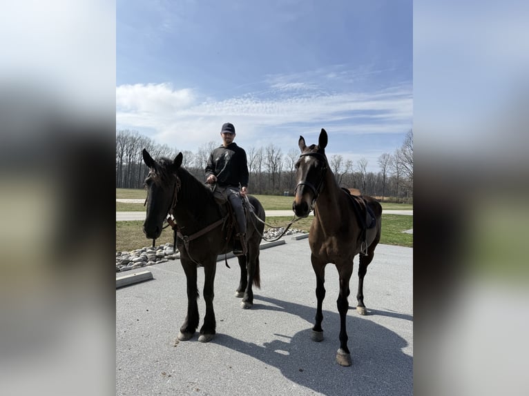 Friesen Mix Stute 4 Jahre 163 cm Rappe in Gap