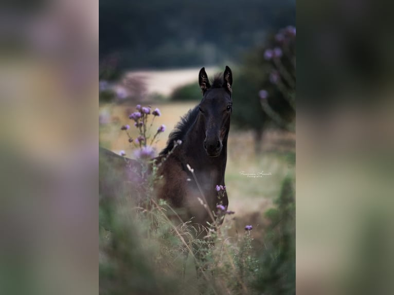 Friesen Stute 4 Jahre 164 cm Rappe in Feldkirchen-Westerham